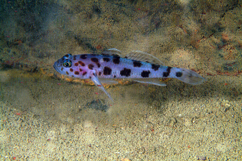 Thorogobius ephippiatus 07-08-09